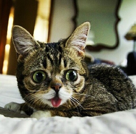 Gatito Tierno