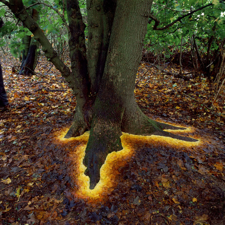 Andy Goldsworthy Brillo Raices de Arbol