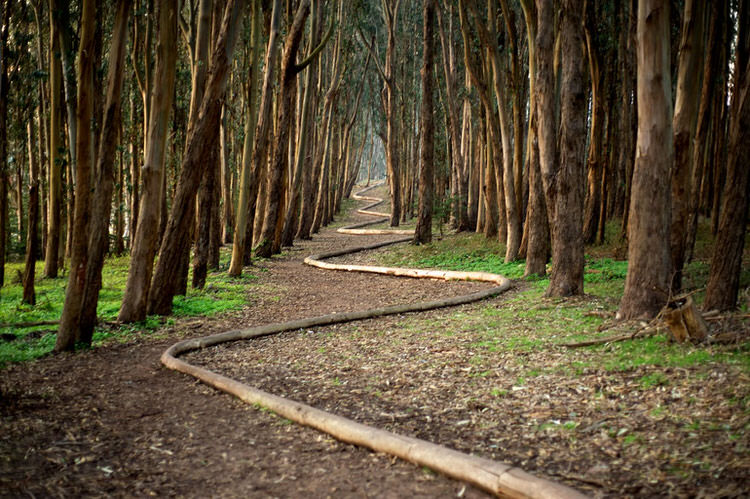 Andy Goldsworthy Ramas en Camino